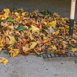 Fall Yard Preparation Strategies 