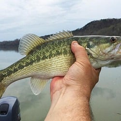 bass fishing tips for beginning anglers