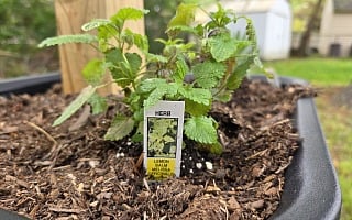 Lemon balm (Melissa officinalis) growing in a backyard planter base as a natural bug-repellent herb