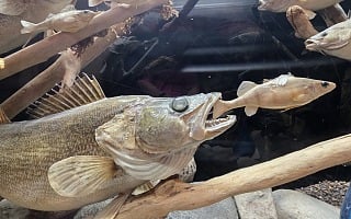 a Lake Erie walleye that had just eaten a smaller baitfish