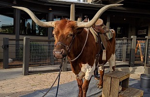 Irving Texas Guys Weekend Ideas