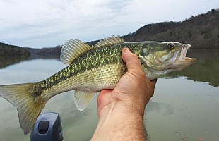 bass fishing tips for beginning anglers