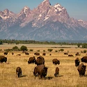 Bison below the Grand Tetons in fall near Jackson Hole, Wyoming (photo credit: Jackson Hole Mountain Resort)