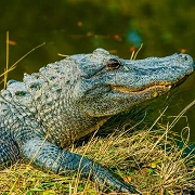 Alligator Adventure in North Myrtle Beach is one of many mancation adventures in Myrtle Beach South Carolina