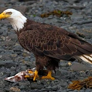 Best Places In America to See Bald Eagles