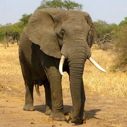 How to Plan the Best African Safari Tour