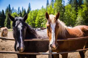 Horses_horizontal_faces_original