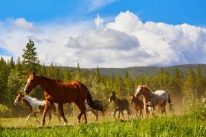 Running_of_the_Horses__original